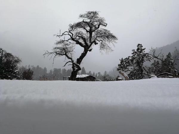 袋鼠逃生